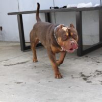 Dog Featured Image