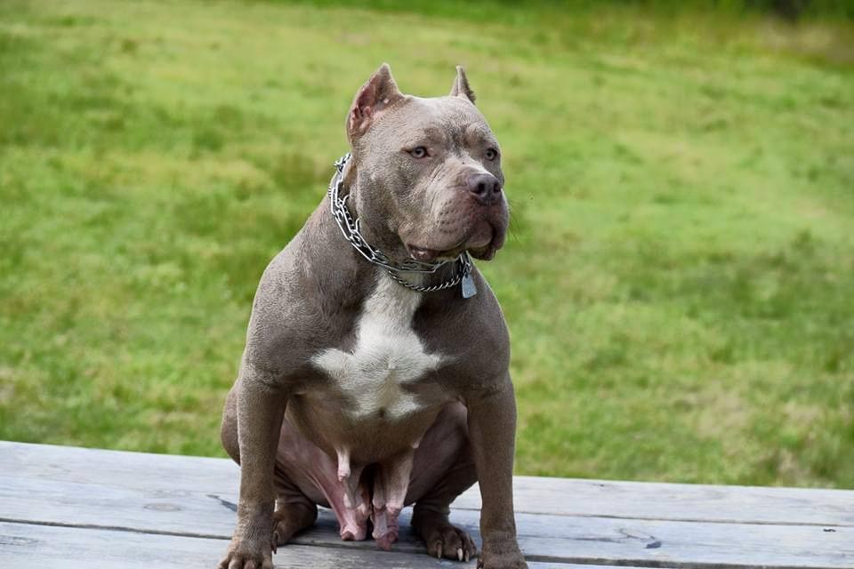 Dog Featured Image