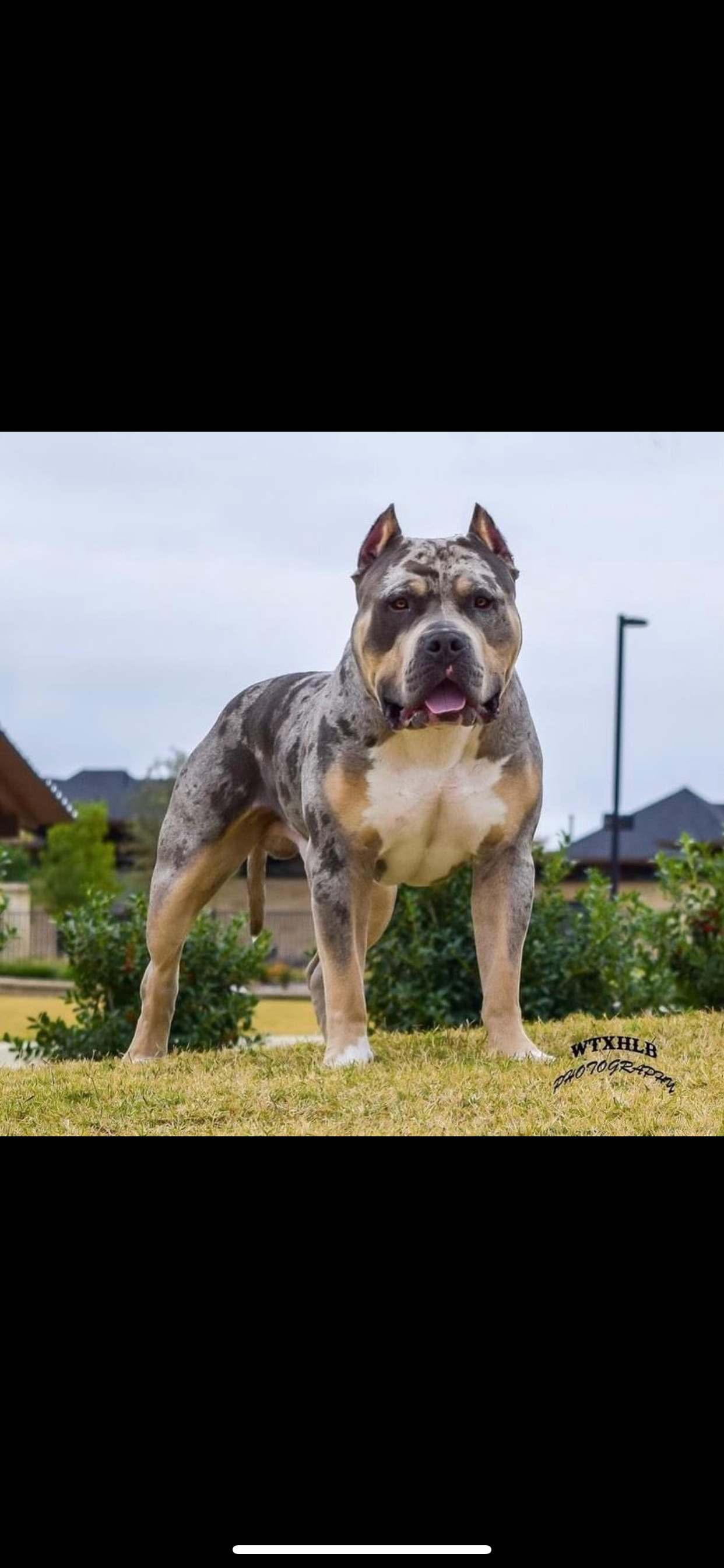 Dog Featured Image