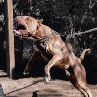 SHOGUN OF PADILLA K9
