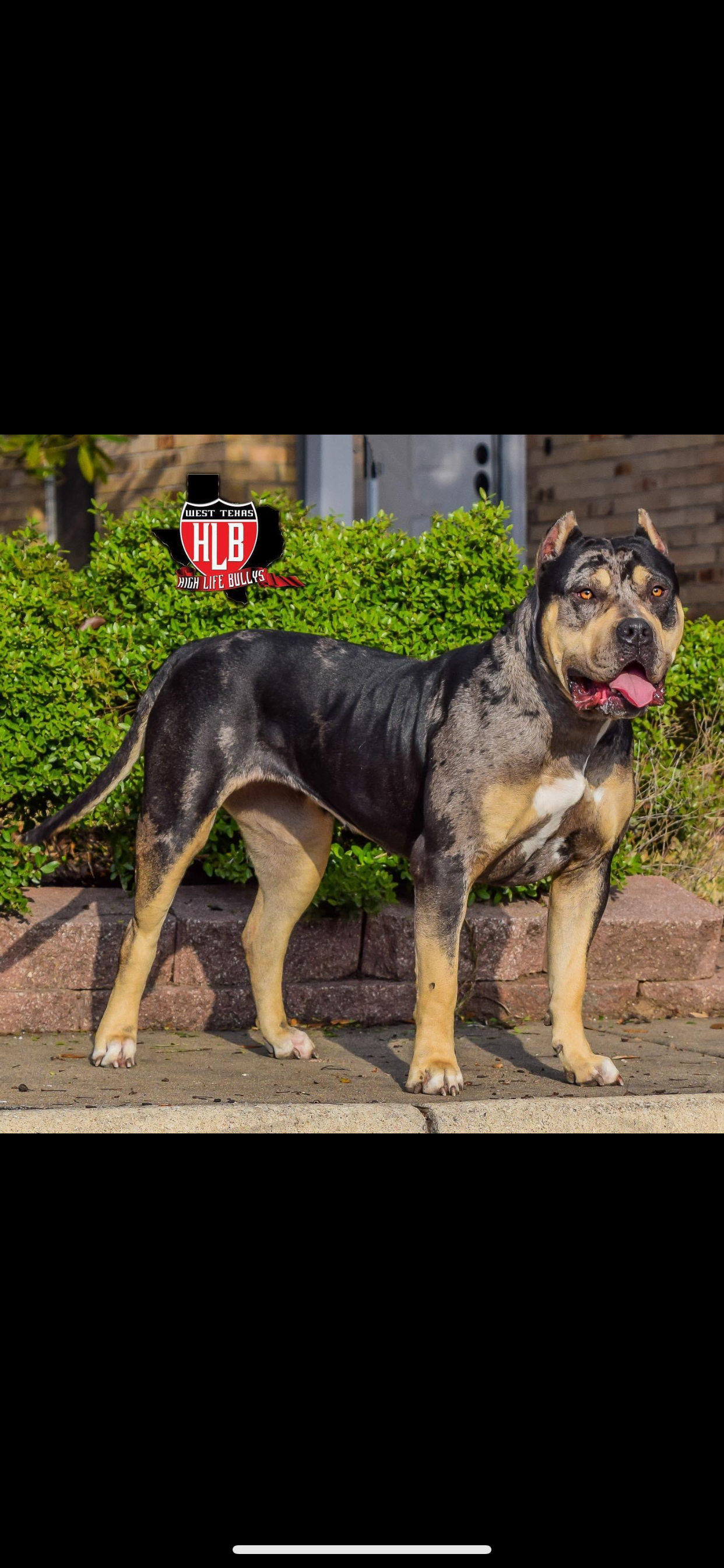 Dog Featured Image