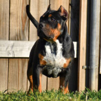 Sanctified Bullies Milo