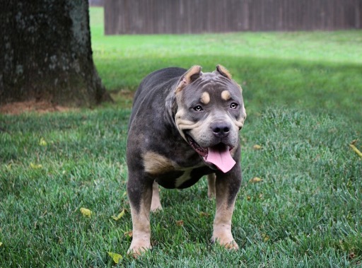 Dog Featured Image