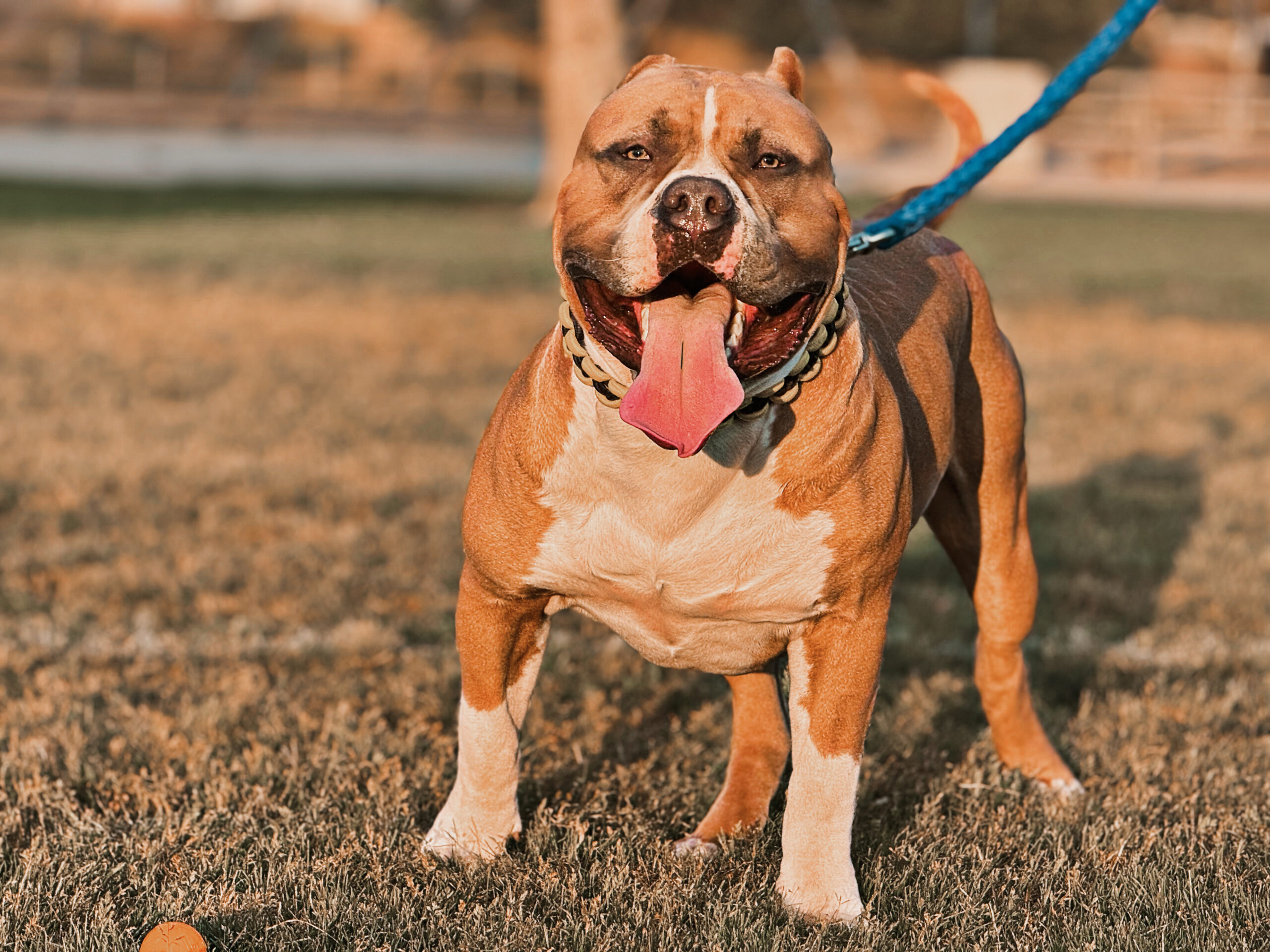 Dog Featured Image