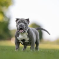 BPP’s Deuce