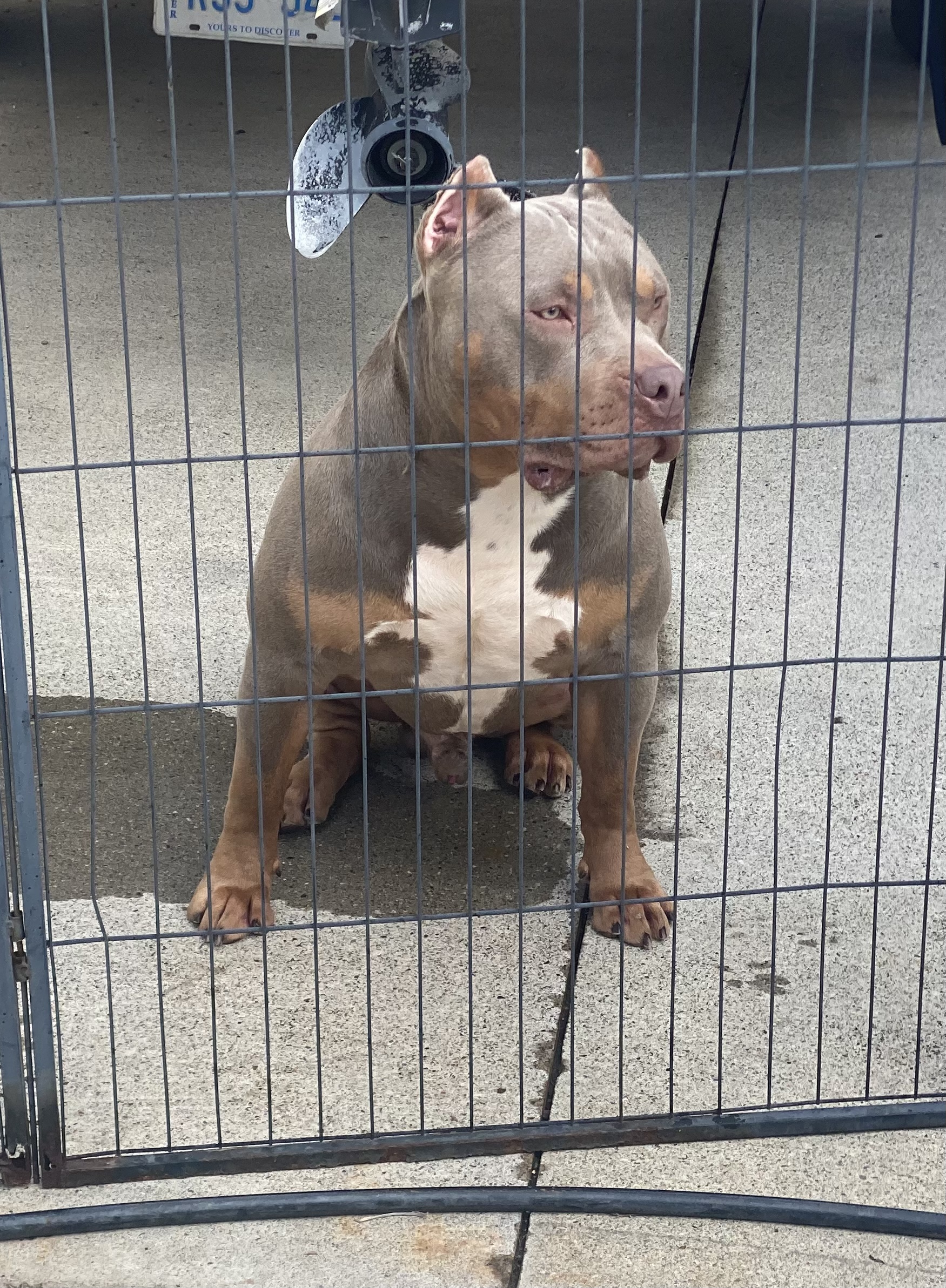 Dog Featured Image