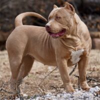 Frontlines Sunni-K Of PureKennels