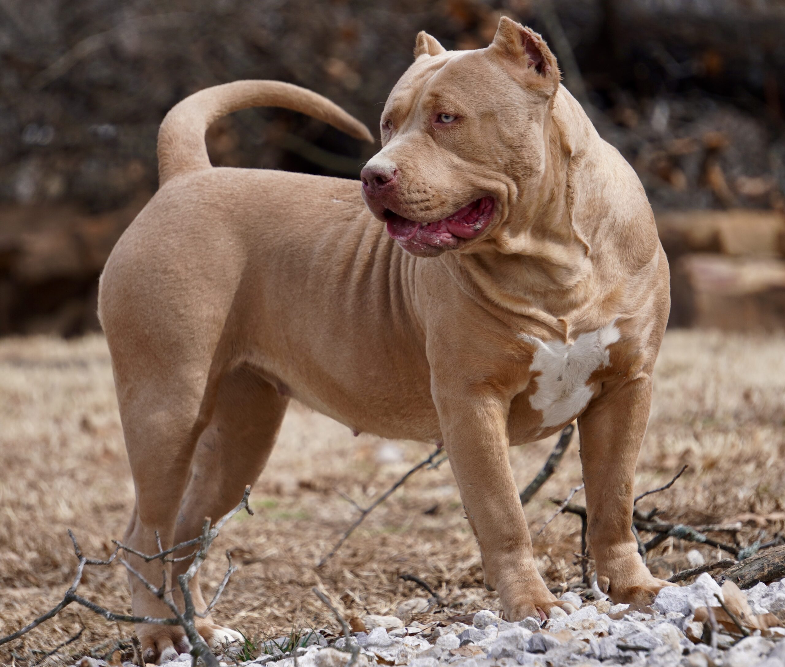 Dog Featured Image