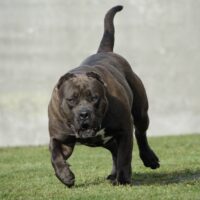 Alphadog’s Glorilla