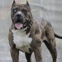 Alphadog’s XL Size Pinata