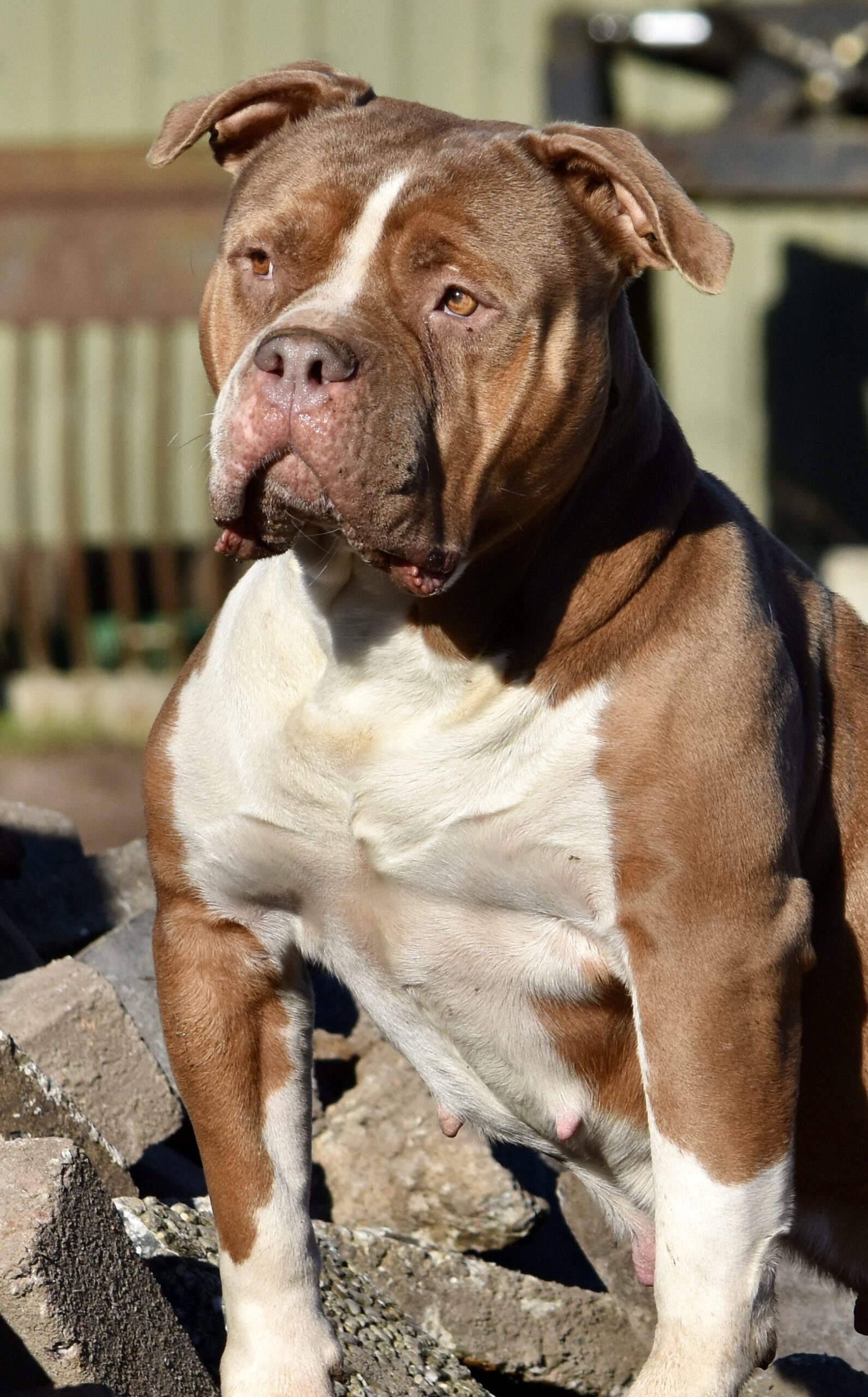 Dog Featured Image