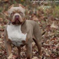 TopDogBullies Appex
