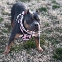 Bullyhood Lady Hussle