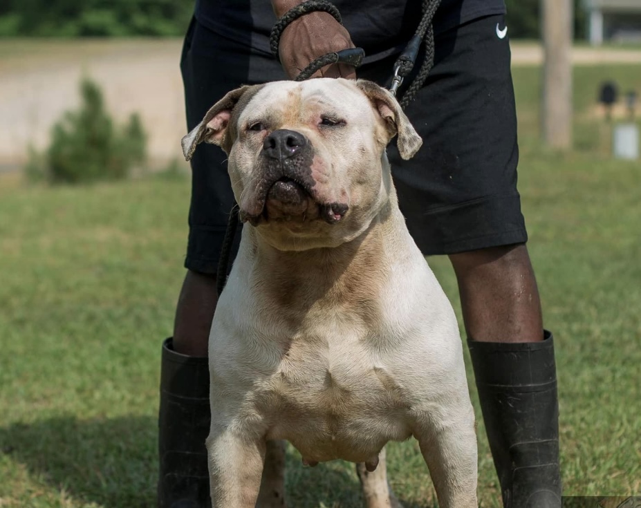Dog Featured Image