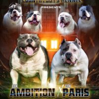 CBK Ambition x Paris
