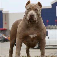 Blue Bonnet aka BB