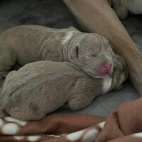 Titus x Paloma