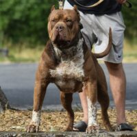 Dog Featured Image
