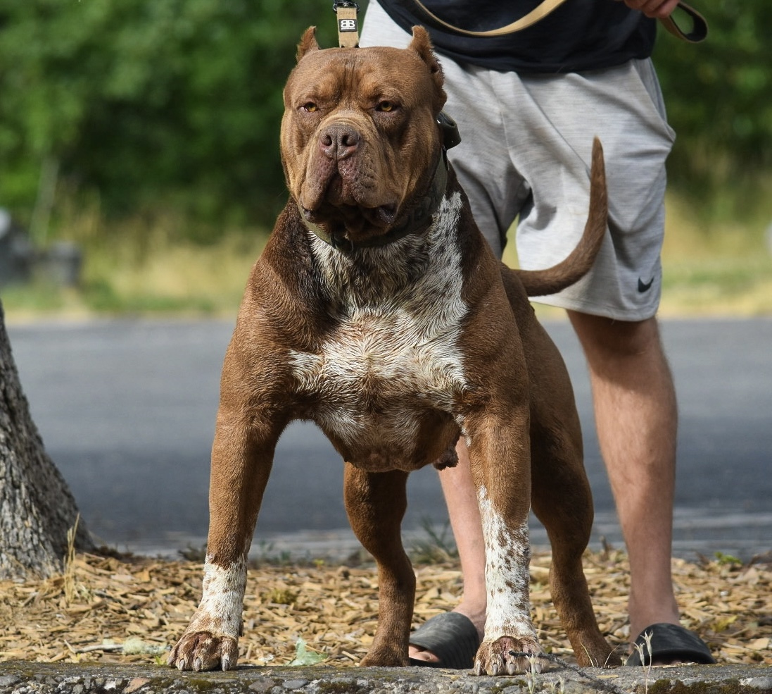 Dog Featured Image