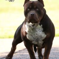 TopDogBullies Feeling Froggy