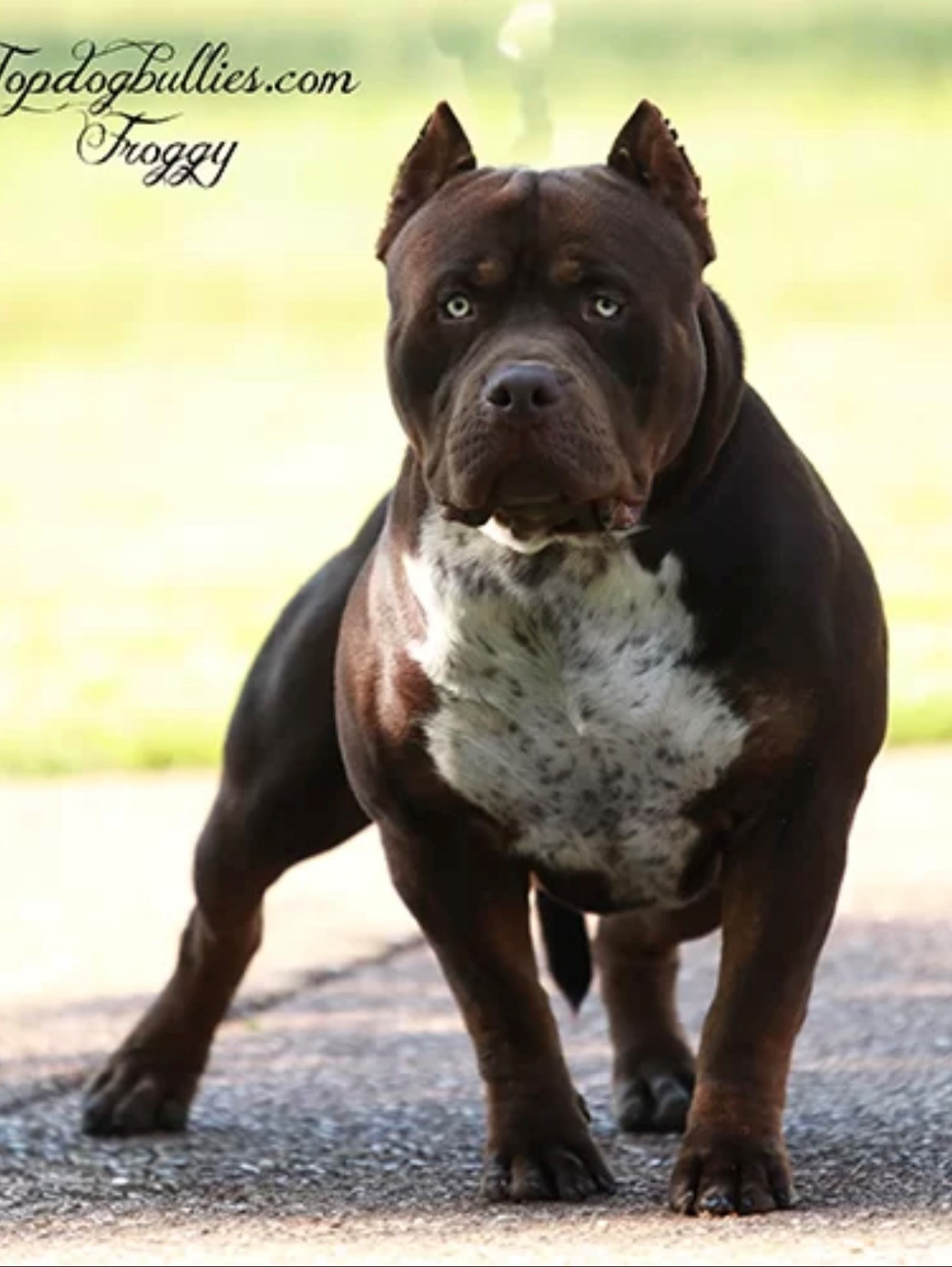 Dog Featured Image