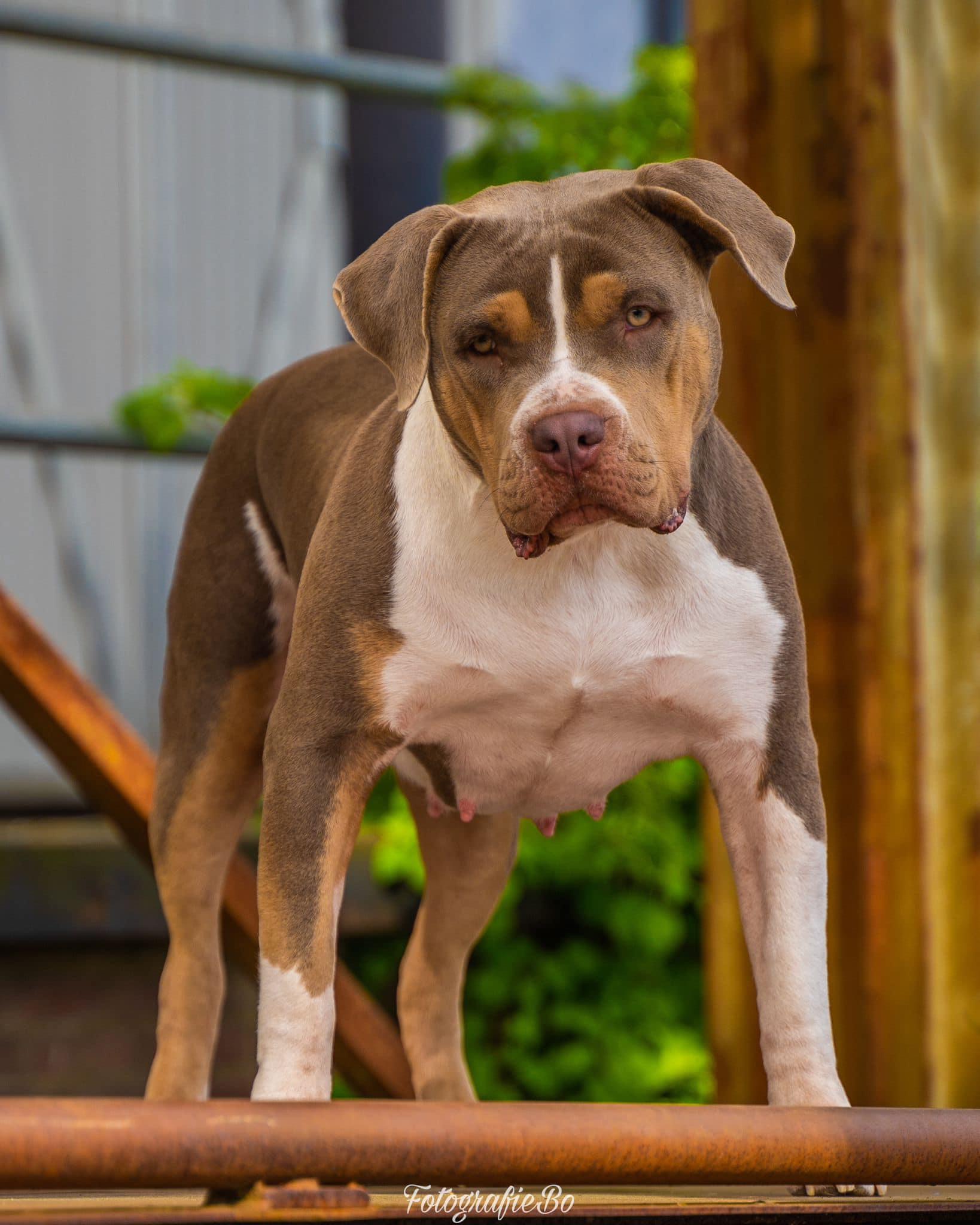 Dog Featured Image