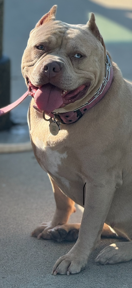 Dog Featured Image