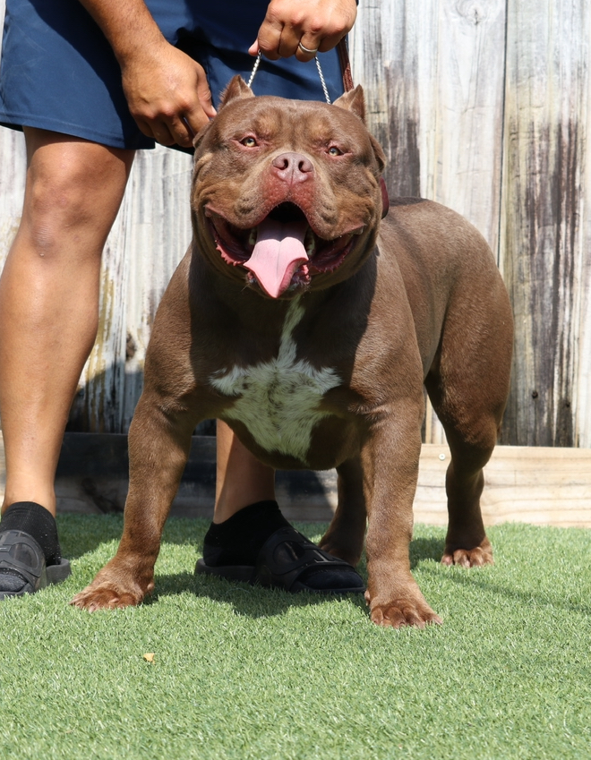 Dog Featured Image