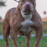 Southernlakennels Athena