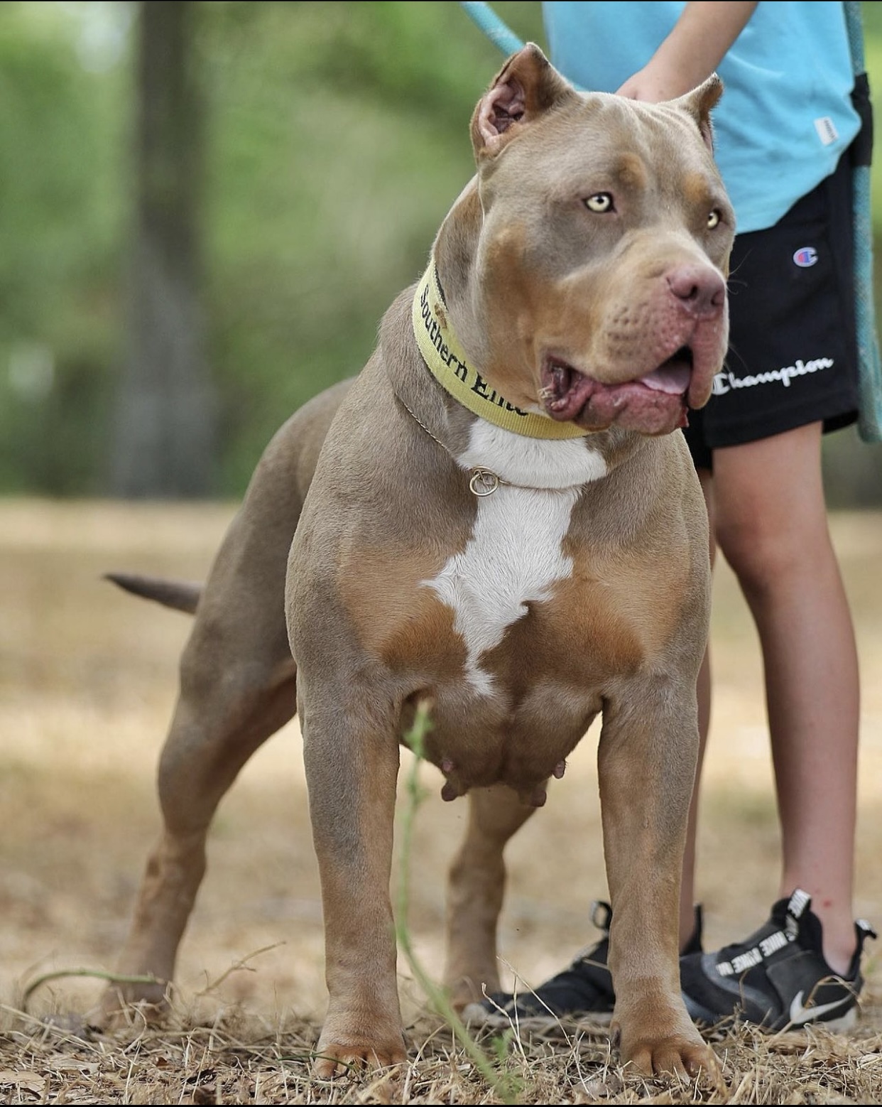Dog Featured Image