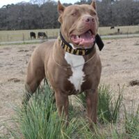 Bayou Blood’s Zuma