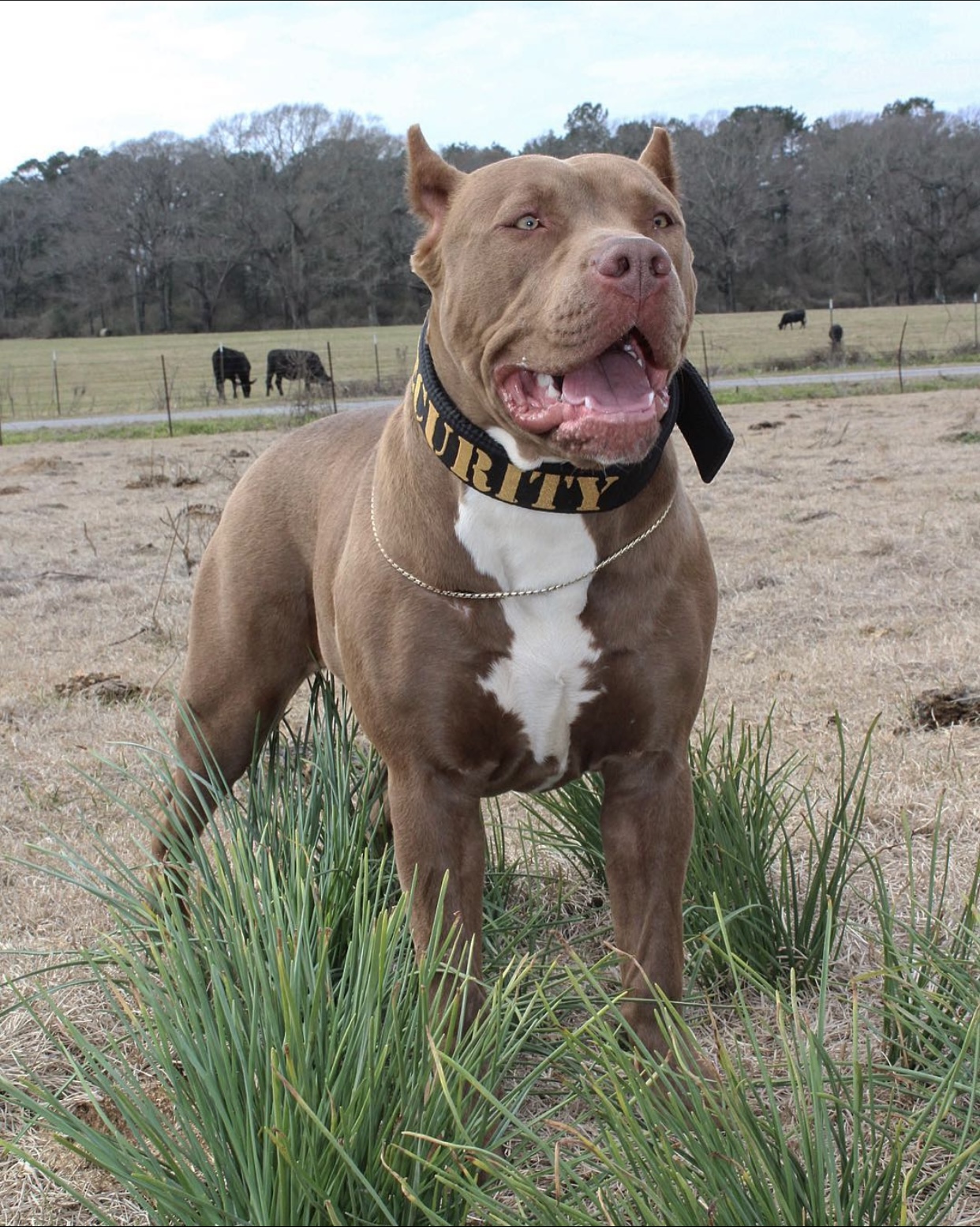Dog Featured Image
