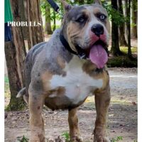 ProBulls Vogue
