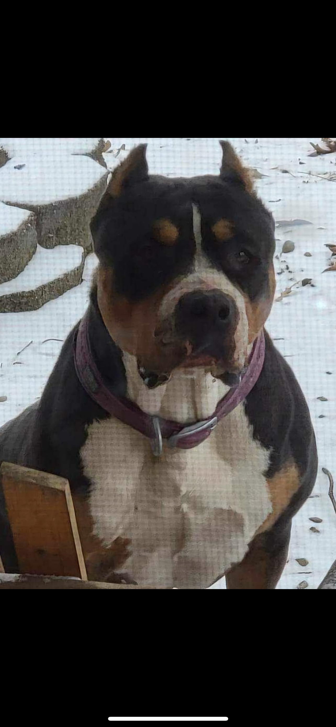 Dog Featured Image