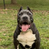 Angel Eye Bullies Kobe