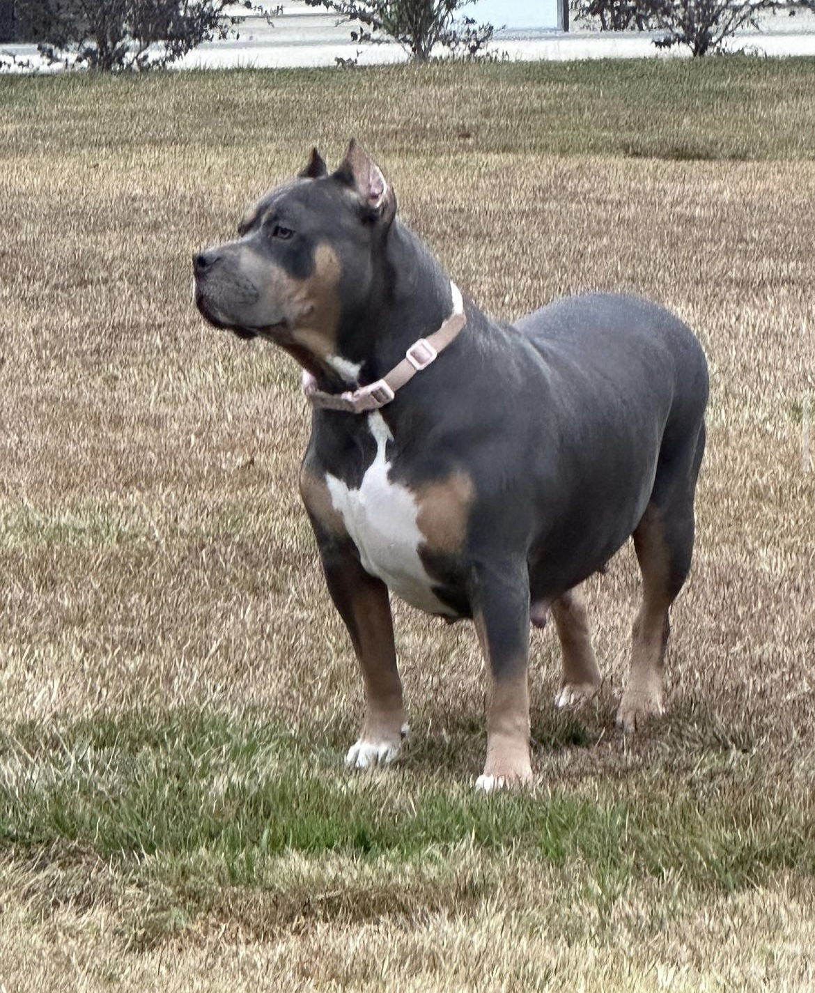 Dog Featured Image