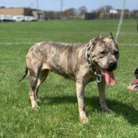 Rcm585’s Luna of Hiddensoundpitbulls