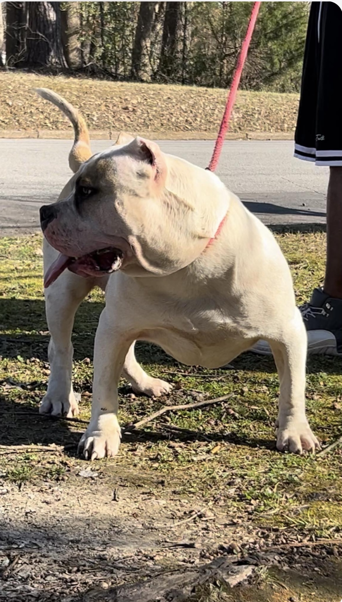 Dog Featured Image