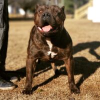 White’s Rocky Jr.