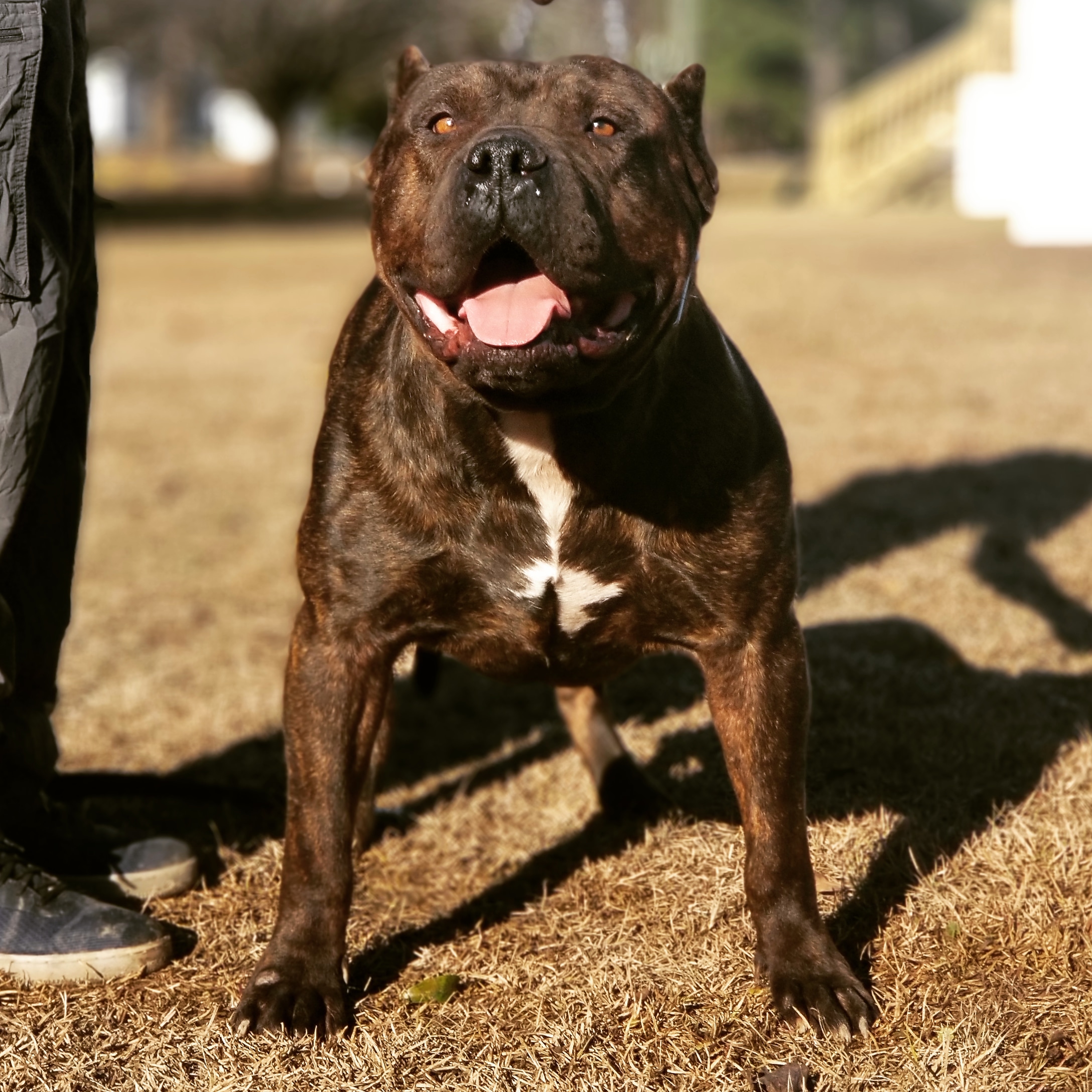 Dog Featured Image