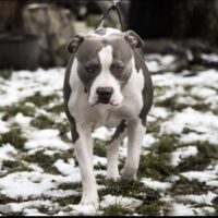 XXL LUXOR BULLYS TROJA