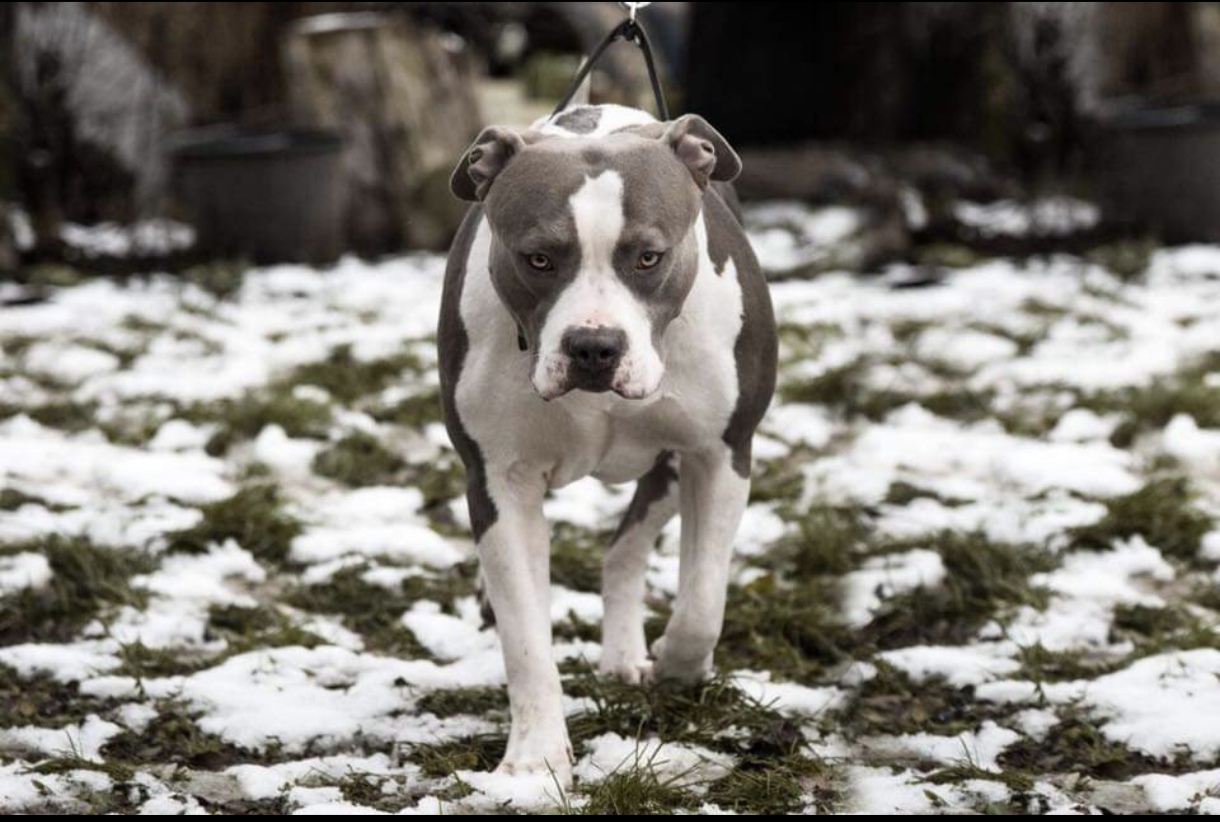 Dog Featured Image