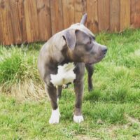 MINOTAUR BULLYZ JULLIET