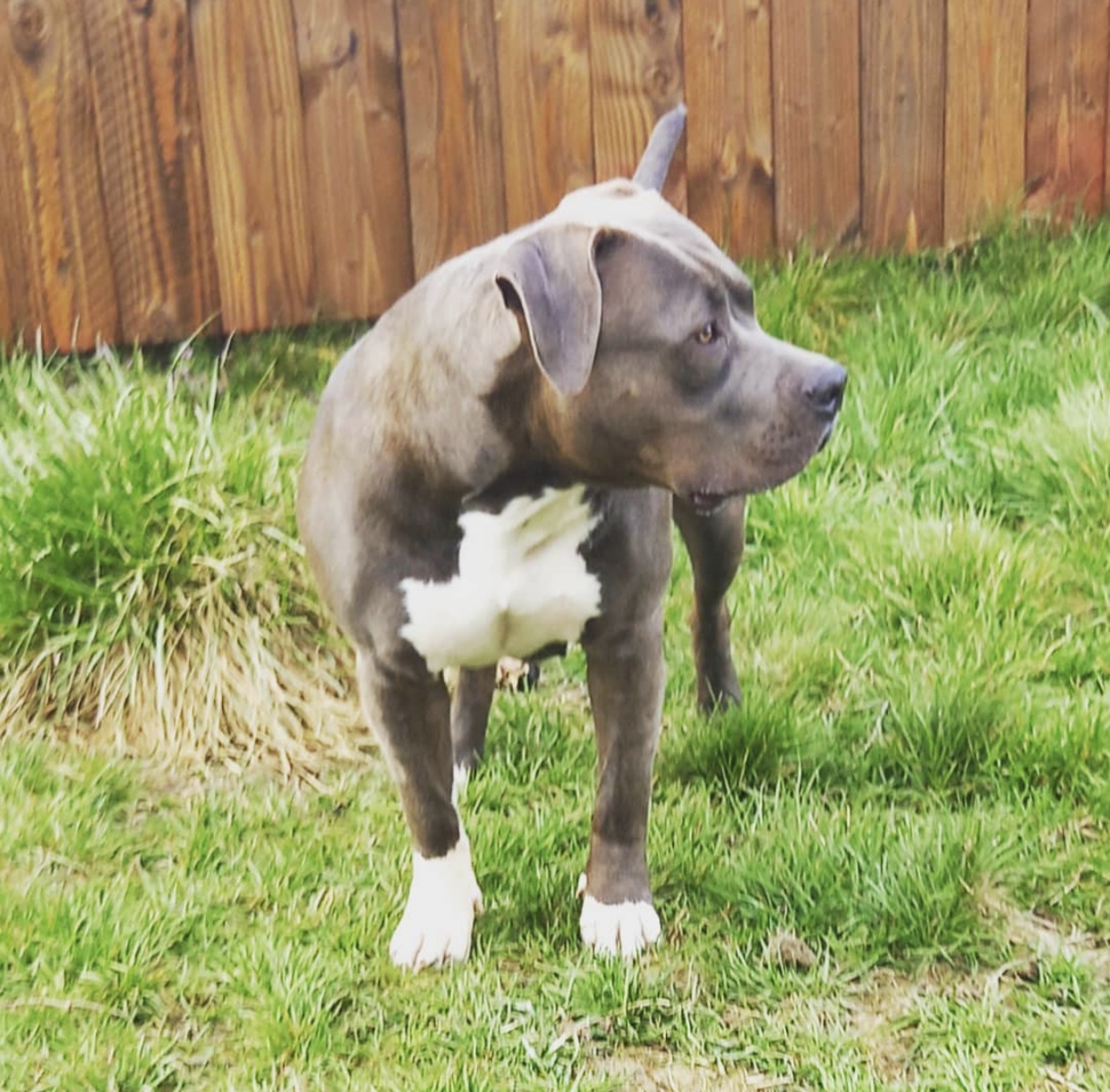 Dog Featured Image