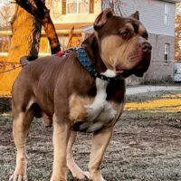 Bumpy of Backblockbullies