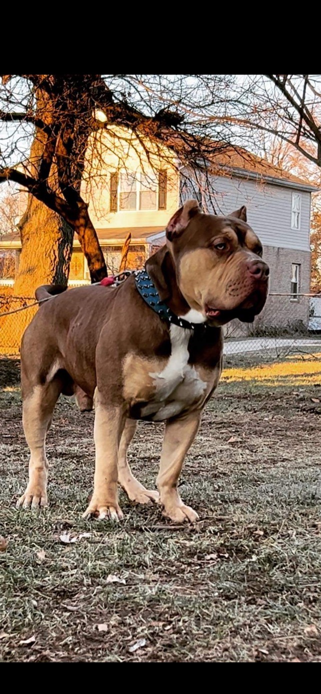 Dog Featured Image