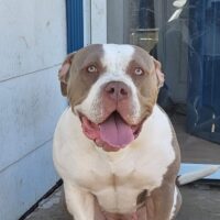 Diamond of Backblockbullies