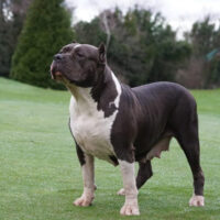 Dublines Miss mocha