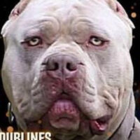 Dubline’s Achilles