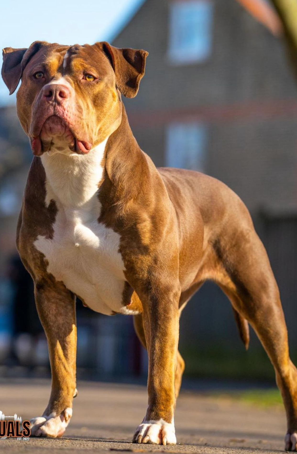 Dog Featured Image